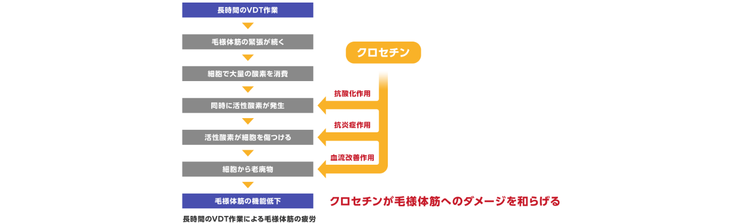 クロセチンが毛様体筋へのダメージを和らげる