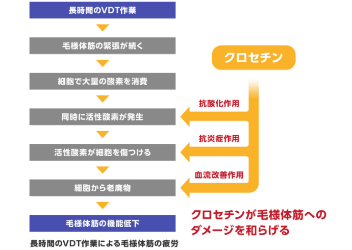 クロセチンが毛様体筋へのダメージを和らげる