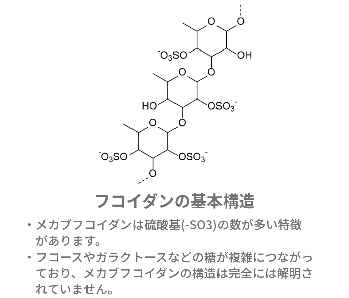 フコイダンの基本構造 メカブフコイダンは硫酸基(-SO3)の数が多い特徴があります。 フコースやガラクトースなどの糖が複雑につながっており、メカブフコイダンの構造は完全には解明されていません。