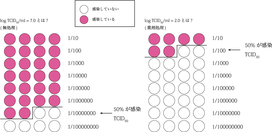 TCID50法