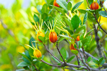 Gardenia fruit