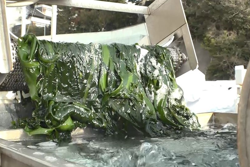 湯通し後のわかめ（緑色）