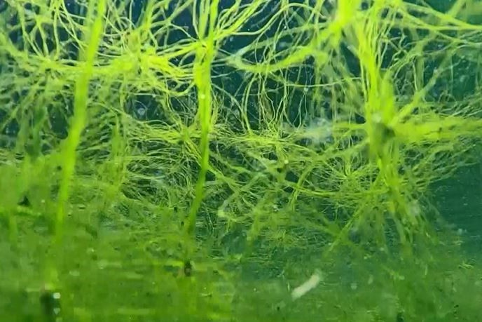 水槽内のスジアオノリ