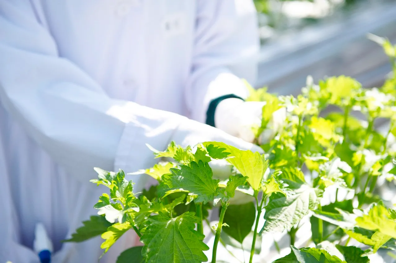 青じそ手摘み画像