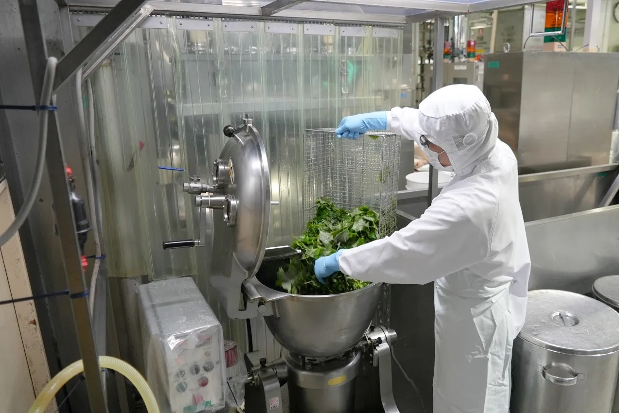 青じその葉 粉砕機投入シーン