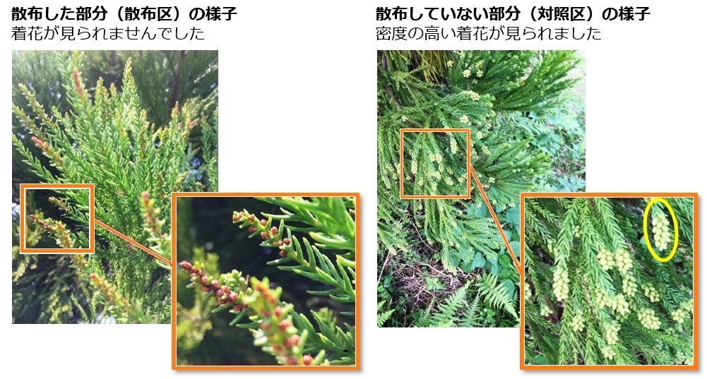 植物由来成分を主体とした農薬の開発