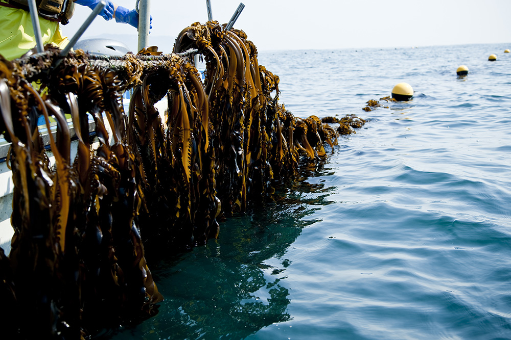 わかめの色は何色？