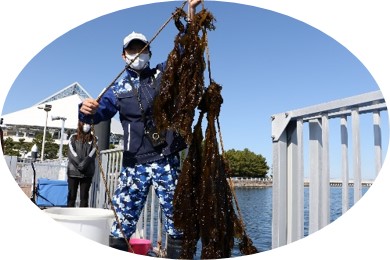 わかめ収穫体験イメージ画像