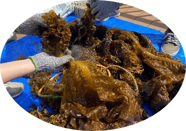 わかめ収穫体験イメージ画像