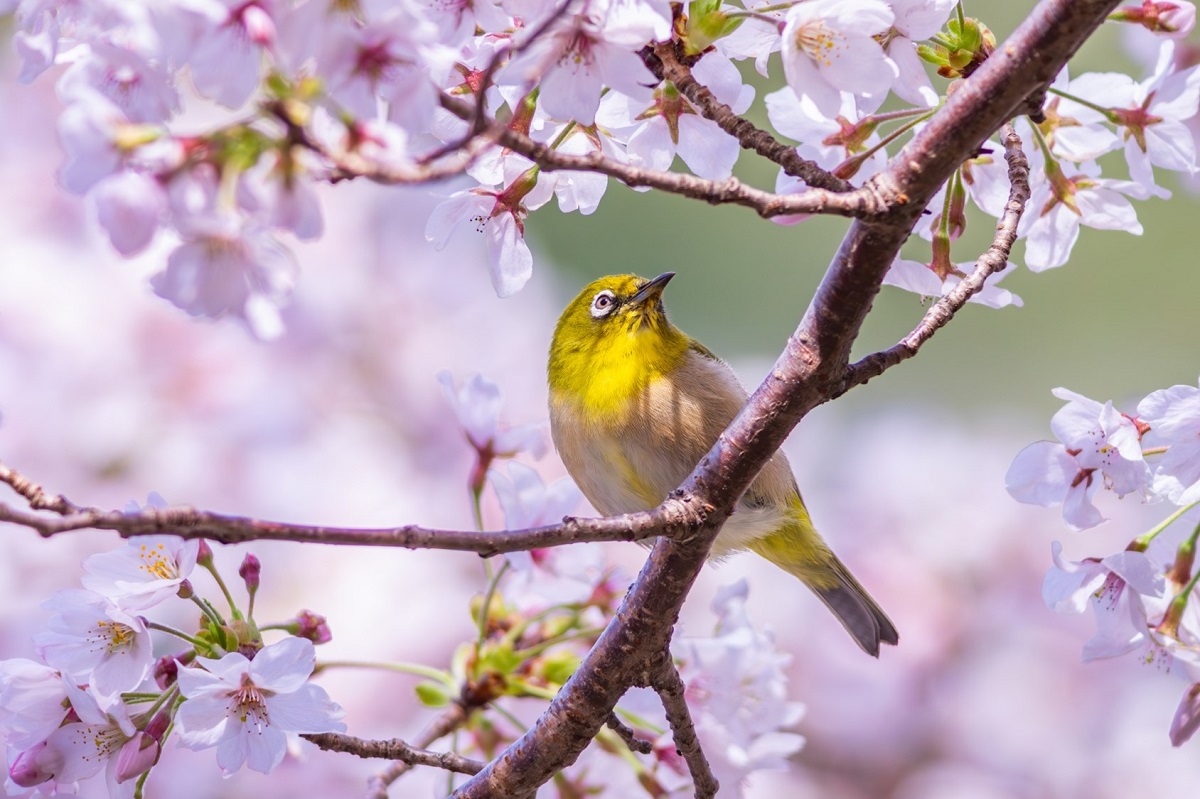 4月の楽しみは何ですか?? 4月の楽しみは何ですか??