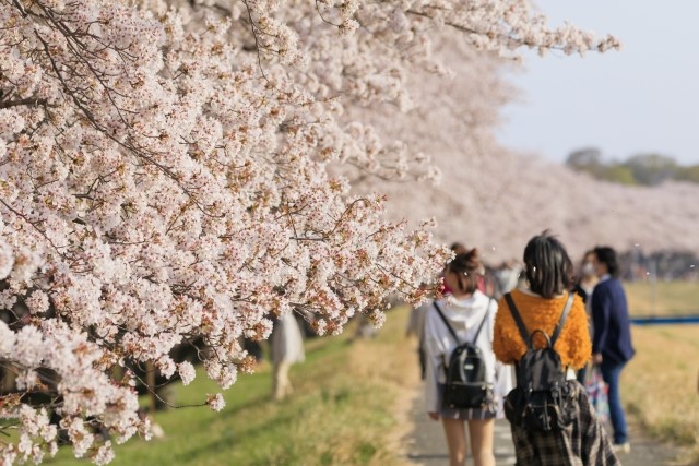 「お花見」っていつ頃からあるの? 「お花見」っていつ頃からあるの?