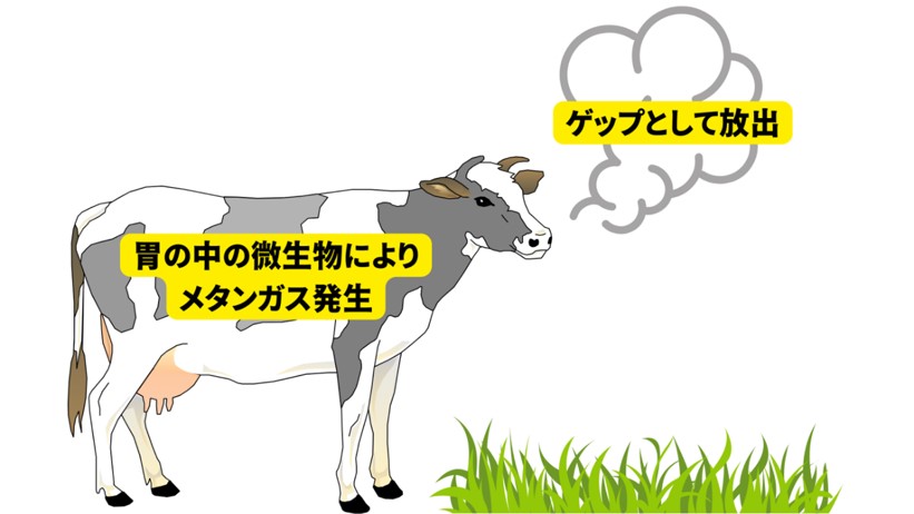 反すう動物によるメタン排出イメージ図 反すう動物によるメタン排出イメージ図