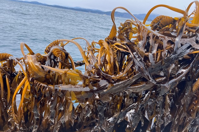 わかめの旬っていつなの？