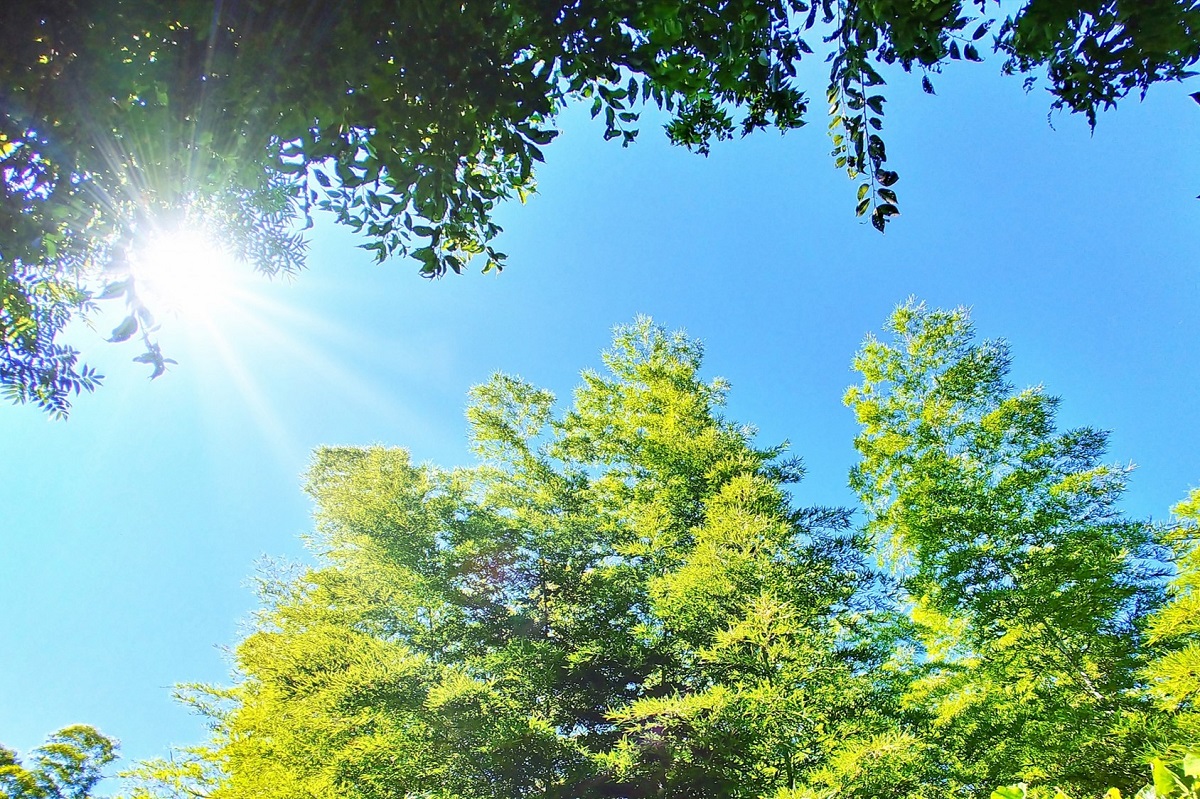 夏の到来「夏至」ってどんな日？