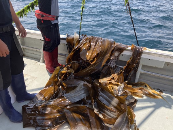 船上にあげた養殖中のコンブ 船上にあげた養殖中のコンブ