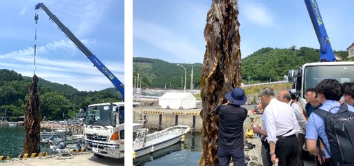 クレーンで引き上げたコンブを観察する参加者 クレーンで引き上げたコンブを観察する参加者