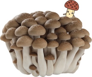 原料となるブナシメジ（イメージ図）