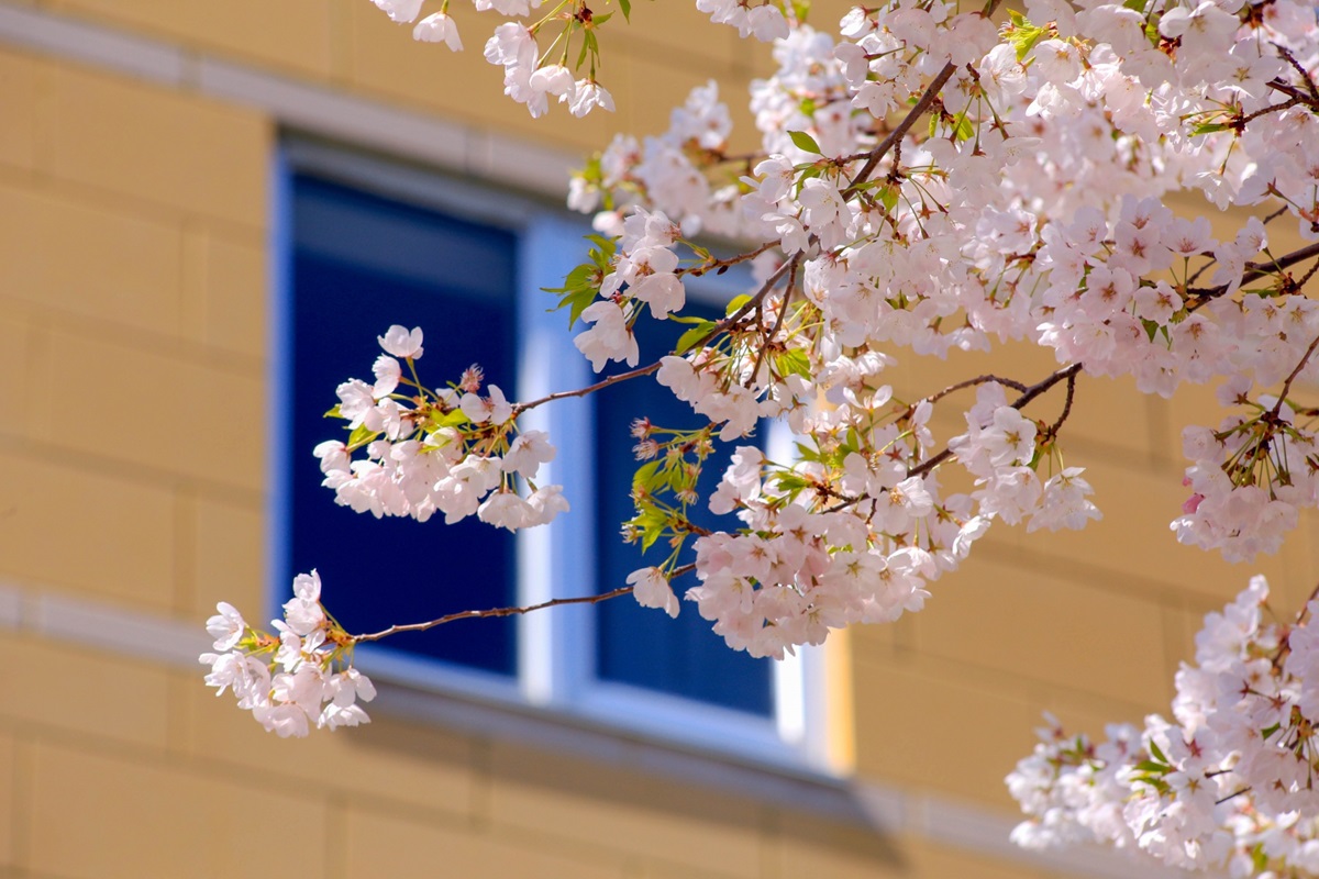 桜越しに建物が見える写真