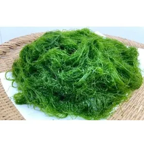 陸前高田ベースで陸上養殖したスジアオノリ（粉砕前）