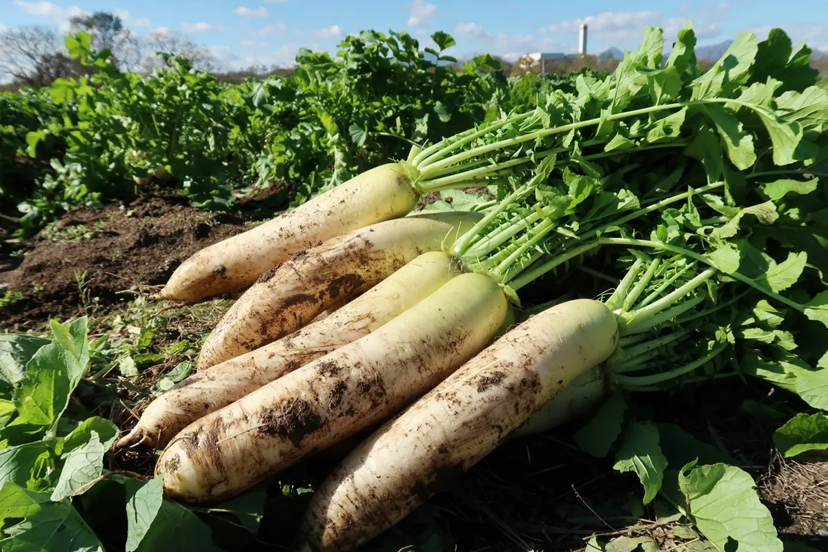 畑で収穫された大根の写真
