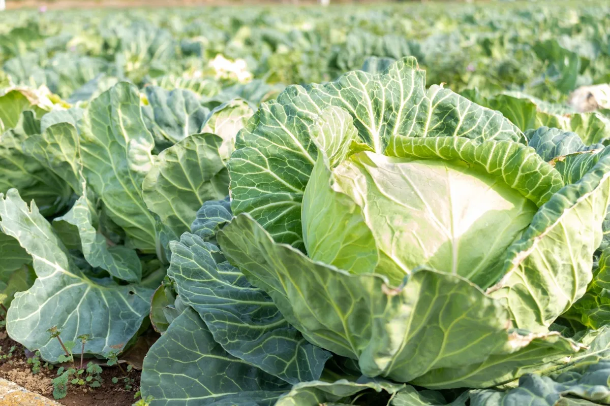 キャベツ畑の写真