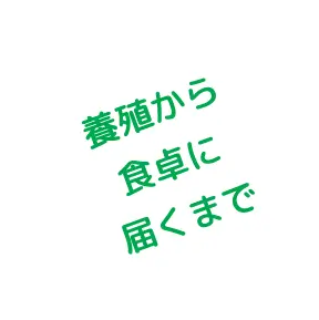 養殖から食卓に届くまで