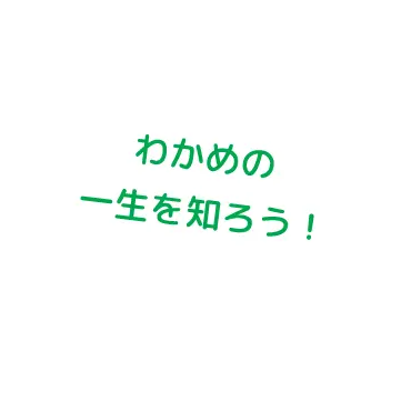 わかめの一生を